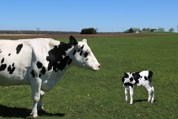 Vaca preta e branca parada no campo com seu bezerro