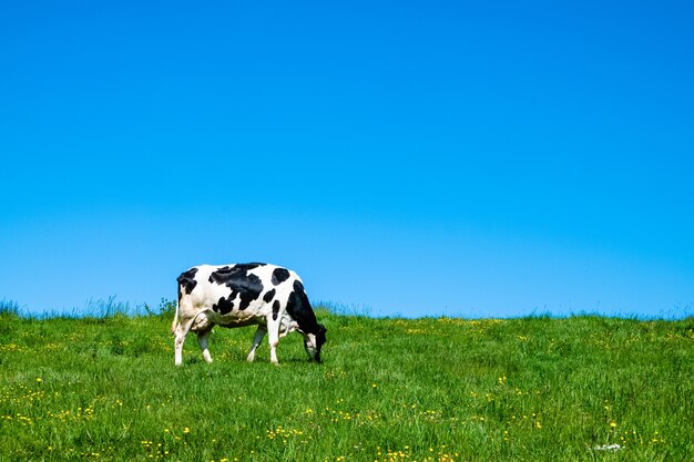 Vaca preta e branca pastando no pasto durante o dia