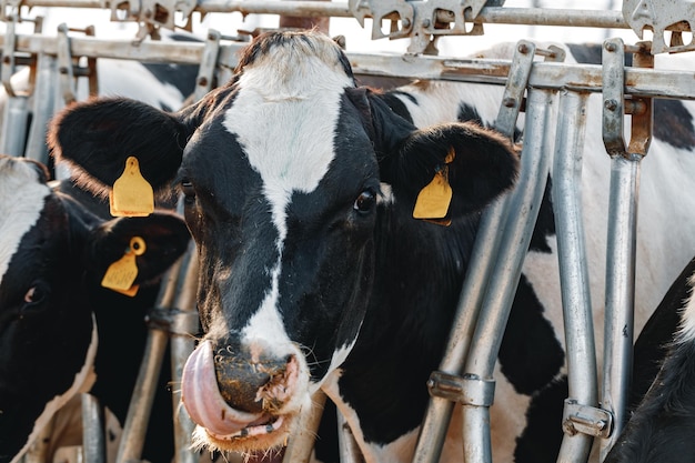 Vacas com manchas pretas e brancas em uma fazenda