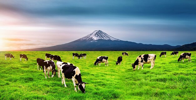 Vacas comendo grama exuberante no campo verde em frente à montanha Fuji, Japão.