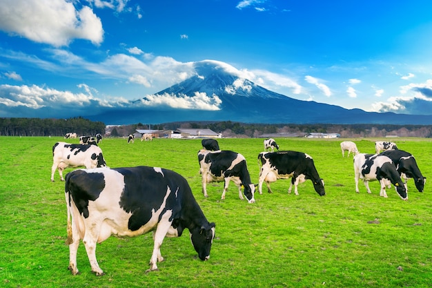 Vacas comendo grama exuberante no campo verde em frente à montanha Fuji, Japão.