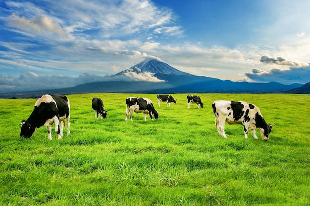 Vacas comendo grama exuberante no campo verde em frente à montanha fuji, japão.