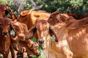 Foto grátis vacas em um campo verde em um dia ensolarado