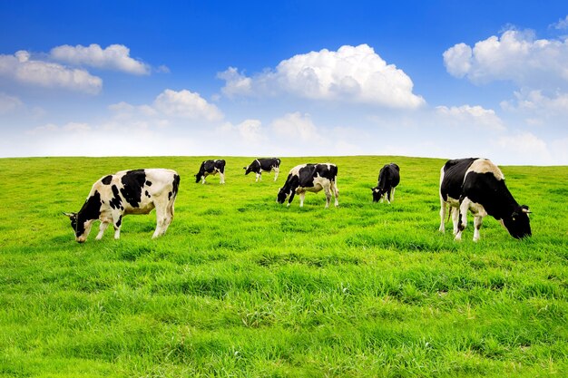 Vacas em um campo verde