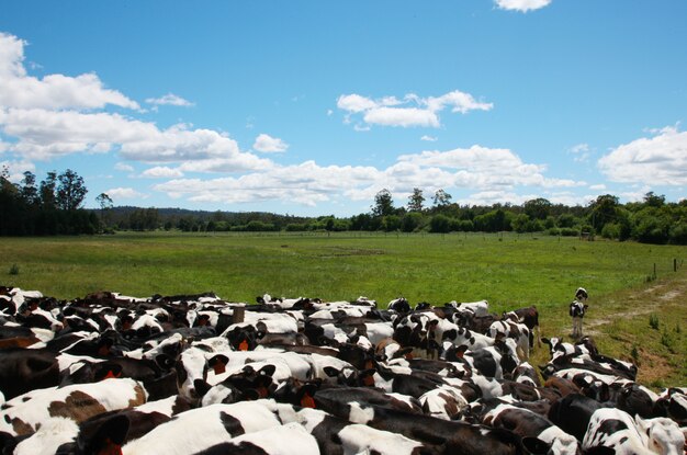 Vacas em um prado