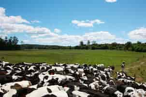 Foto grátis vacas em um prado