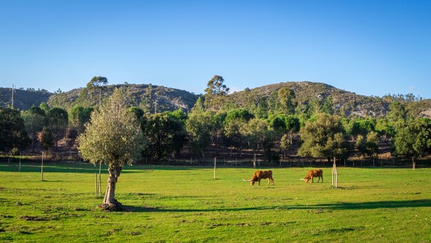 Vacas pastando em um campo gramado cercado por belas árvores verdes durante o dia