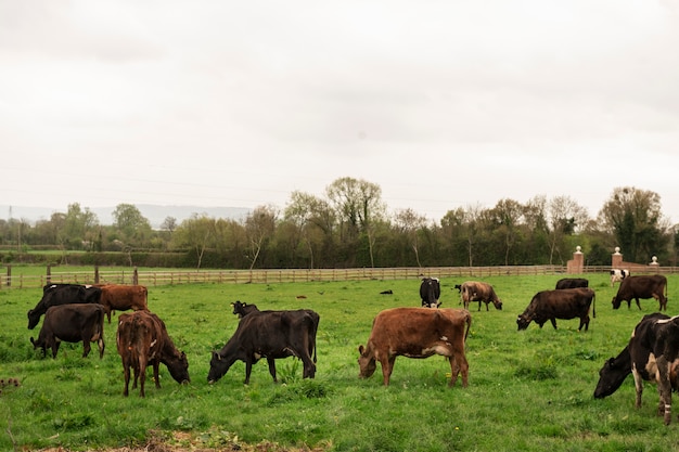 Foto grátis vacas pastando na natureza