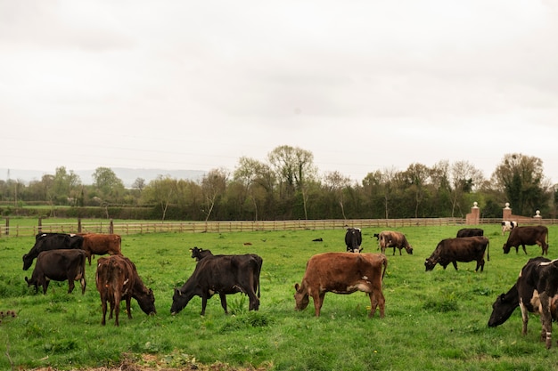 Vacas pastando na natureza