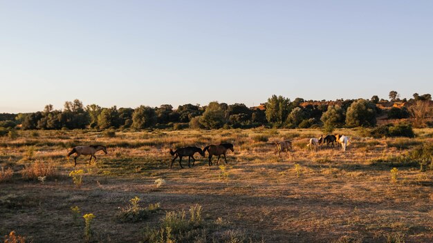 Vacas pastando no campo ensolarado no campo