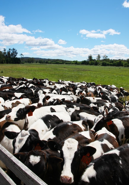 Foto grátis vacas