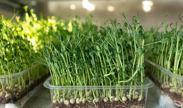 Vagens verdes de ervilhas germinadas em um superalimento de fundo claro