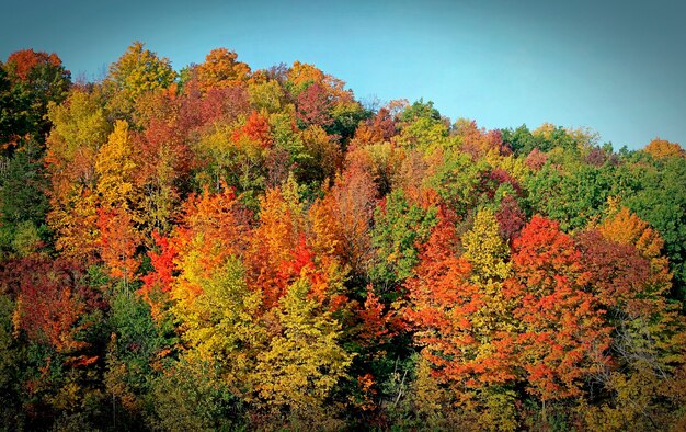 Várias cores brilhantes do outono. Laranja, verde, vermelho e amarelo brilhante. Madeiras multicoloridas cênicas