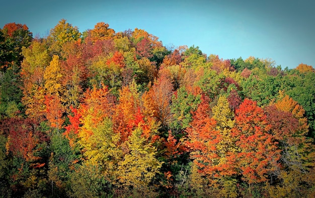 Várias cores brilhantes do outono. Laranja, verde, vermelho e amarelo brilhante. Madeiras multicoloridas cênicas