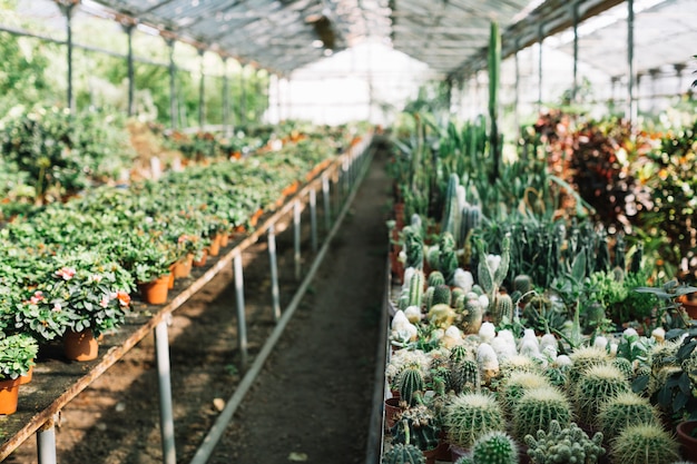 Várias plantas de cactos e flores em estufa