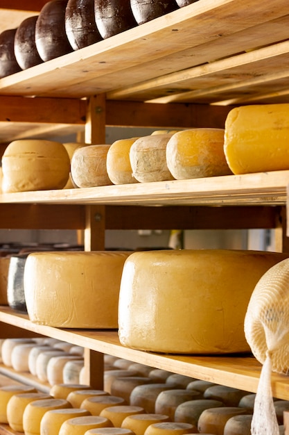 Várias rodas de queijo amadurecido