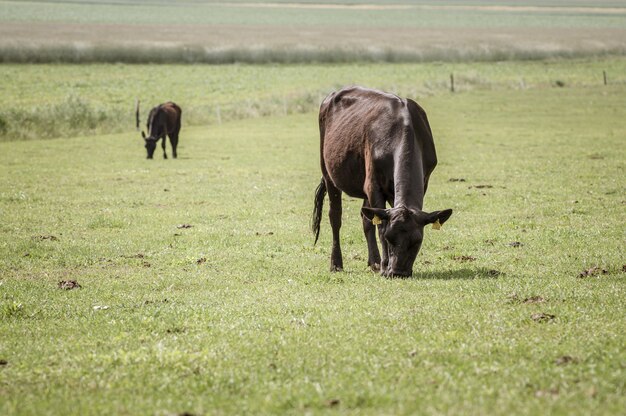 Várias vacas pretas pastando no grande pasto pela manhã