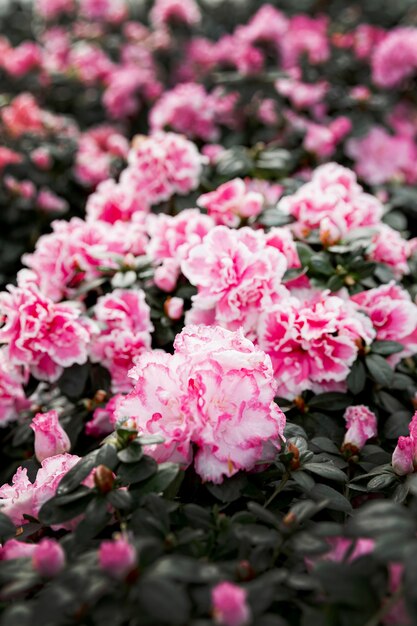 Variedade com lindas flores cor de rosa