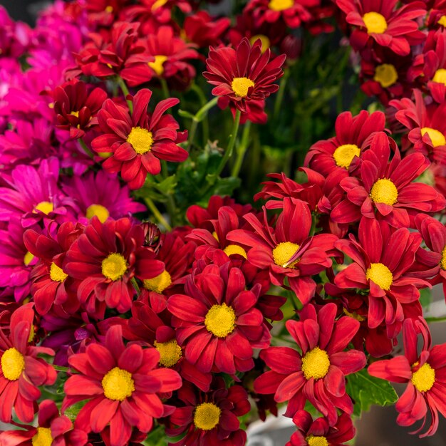 Variedade de close-up de flores elegantes