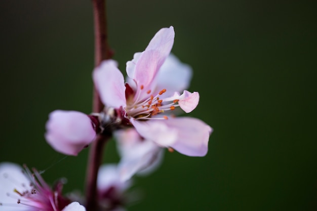 Foto grátis variedade de lindas flores borradas na natureza