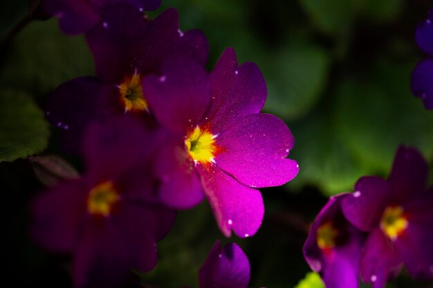 Variedade de lindas flores borradas na natureza