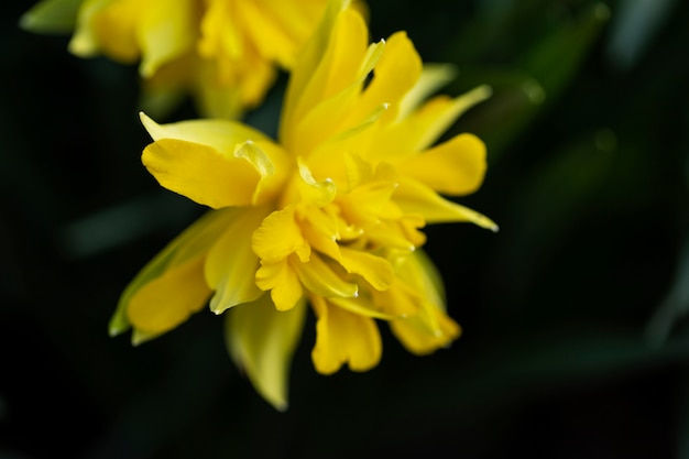 Variedade de lindas flores borradas na natureza