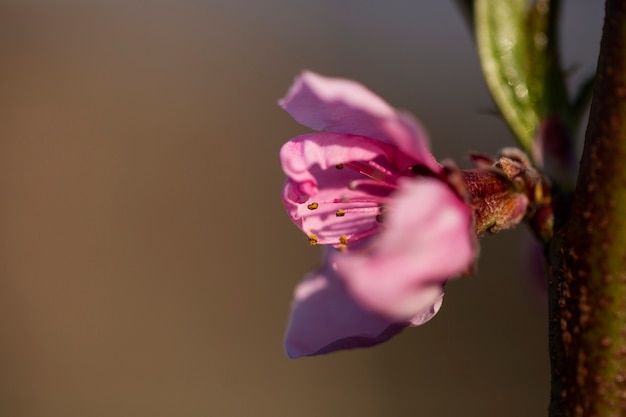 Variedade de lindas flores borradas na natureza