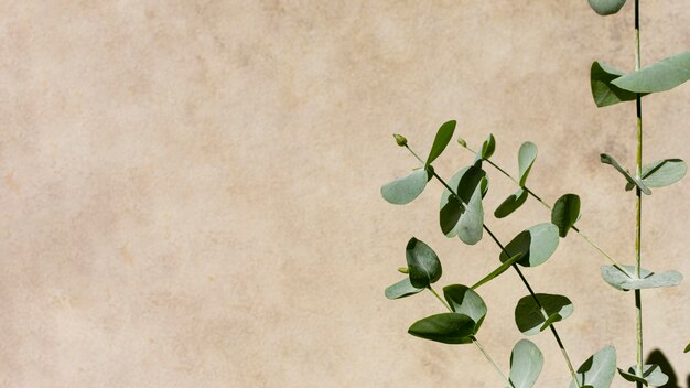 Variedade de plantas naturais em fundo monocromático