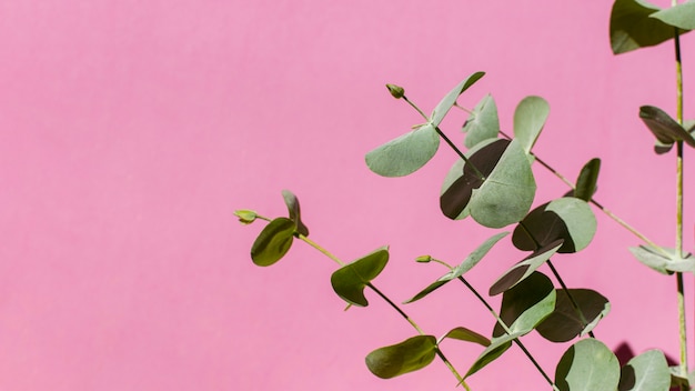 Variedade de plantas naturais em fundo monocromático