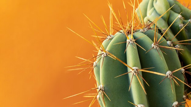 Variedade de plantas naturais em fundo monocromático