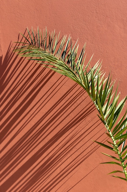 Foto grátis variedade minimalista de plantas naturais em um fundo monocromático