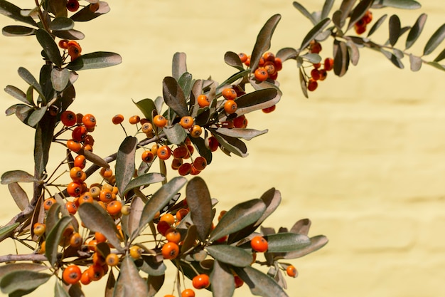 Foto grátis variedade minimalista de plantas naturais