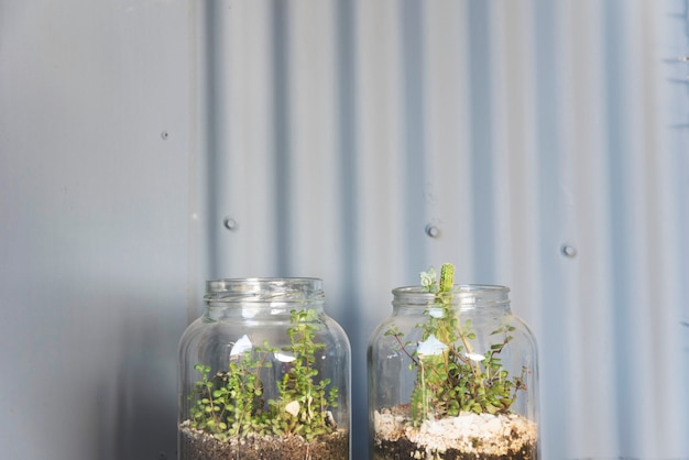 Vaso de vidro com plantas dentro