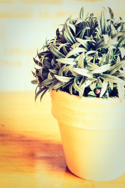 Vaso planta decoração interior