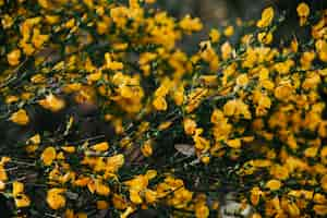 Foto grátis vassoura-de-rosa amarela flores desabrochando ao ar livre