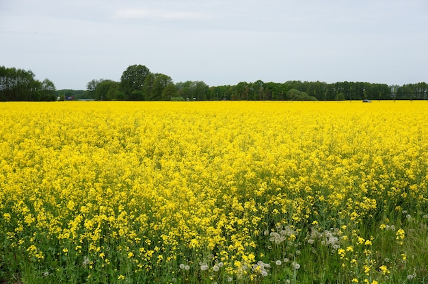 Foto grátis vasto campo cheio de flores amarelas