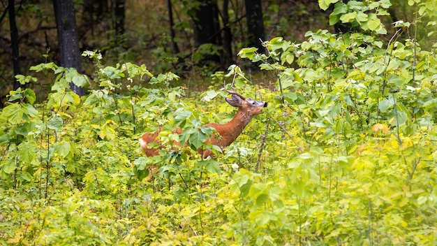 Veado com pequenos chifres e pelo laranja em uma vegetação luxuriante em uma floresta na Moldávia