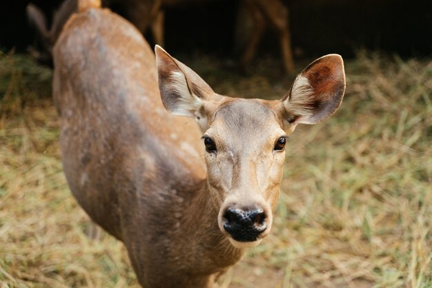 Veado em pé no campo de grama seca