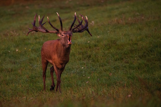 Foto grátis veado-vermelho no habitat natural durante a vida selvagem europeia da rotina dos cervos