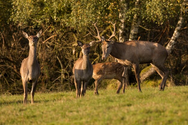 Veado-vermelho no habitat natural durante a vida selvagem europeia da rotina dos cervos