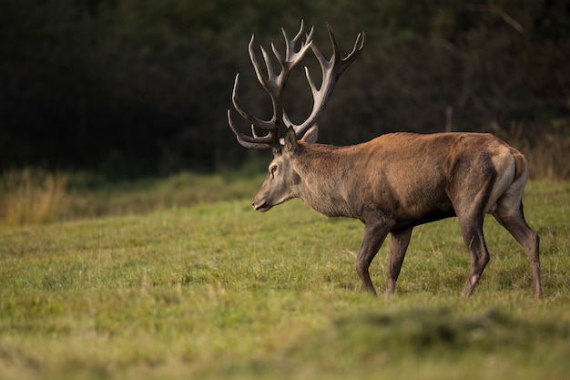 Veado-vermelho no habitat natural durante a vida selvagem europeia da rotina dos cervos