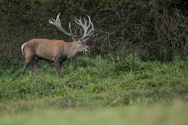 Veado-vermelho no habitat natural durante a vida selvagem europeia da rotina dos cervos