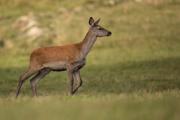 Veado-vermelho no habitat natural durante a vida selvagem europeia da rotina dos cervos