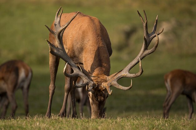 Veado-vermelho no habitat natural durante a vida selvagem europeia da rotina dos cervos