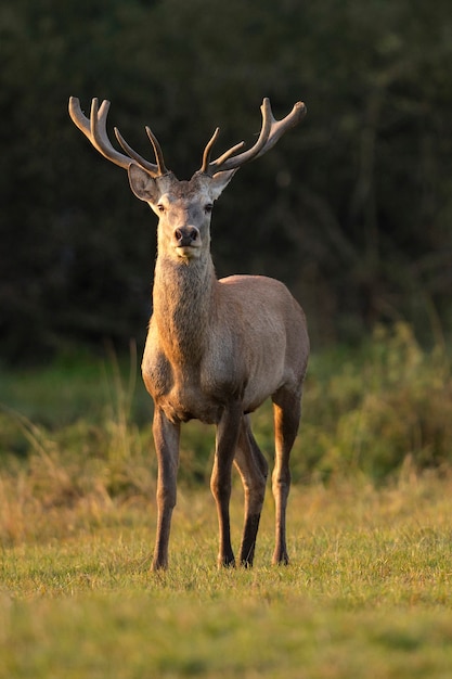 Veado-vermelho no habitat natural durante a vida selvagem europeia da rotina dos cervos