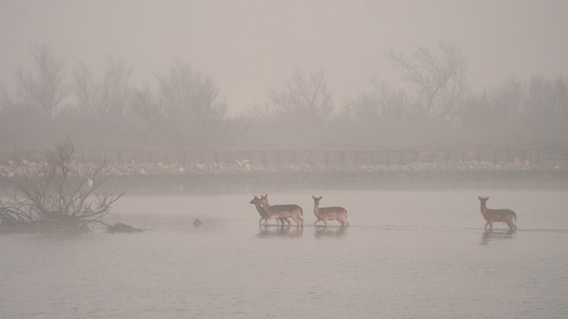 Foto grátis veados em um lago com névoa