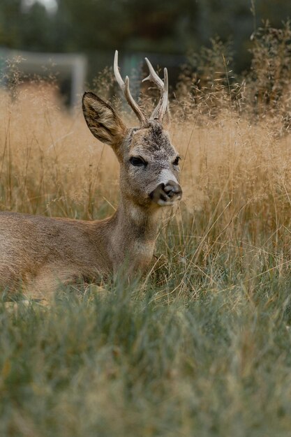 veados jovens selvagens na natureza.