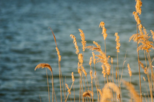 Foto grátis vegetação com fundo do lago