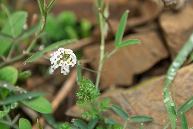 Vegetação com gotas de água e flor branca