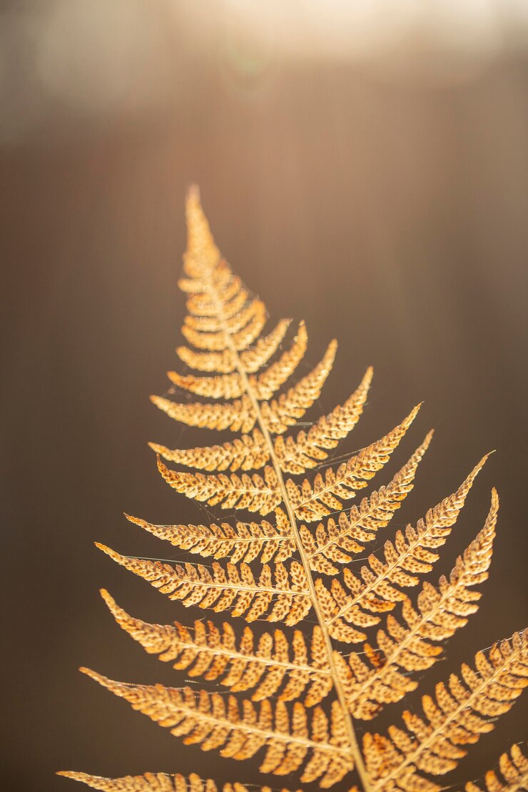 Foto grátis vegetação de plantas naturais no parque
